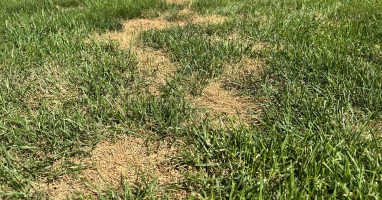 Straw-colored dead patch running through green lawn, photographed at ground level
