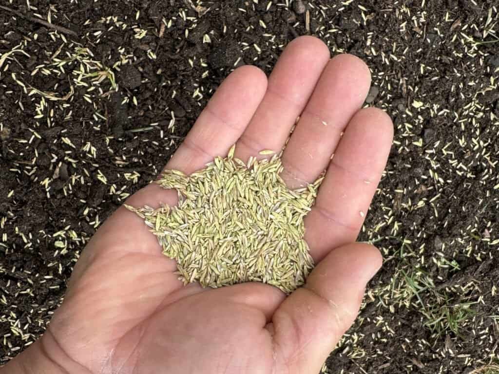 Handful of grass seed held over freshly raked soil already broadcast with seed