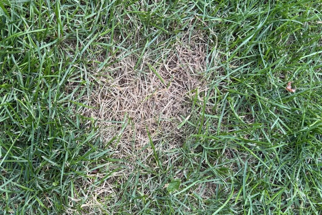 Straw-colored dead patch in a green lawn where a dog urinates regularly