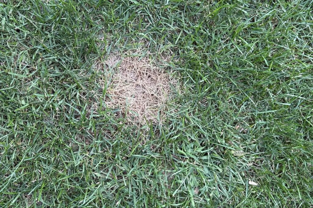 Circular dead patch in a lawn ringed by darker green grass, caused by dog urine