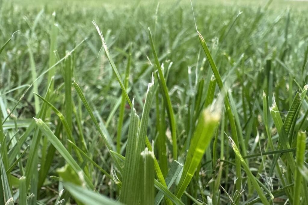 Torn grass blade tips from a dull mower, the result of cutting with a worn blade