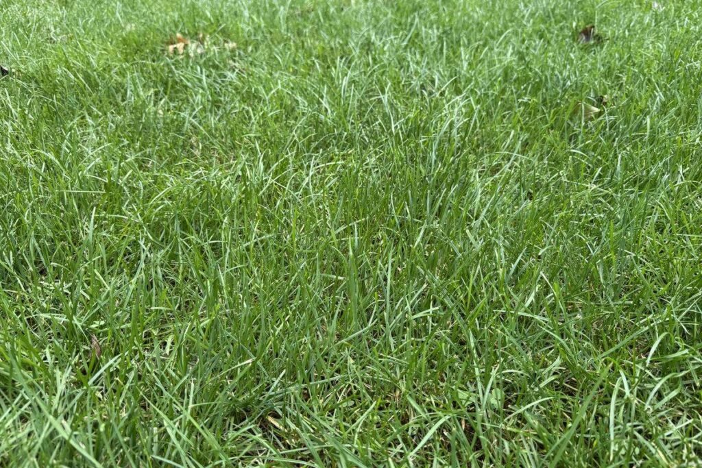 Dense green cool-season lawn photographed close to ground level