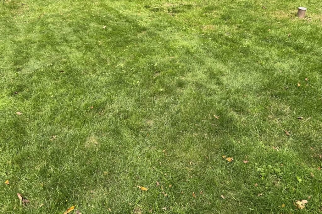 The same patch of lawn after two mulching passes, leaves chopped into fragments