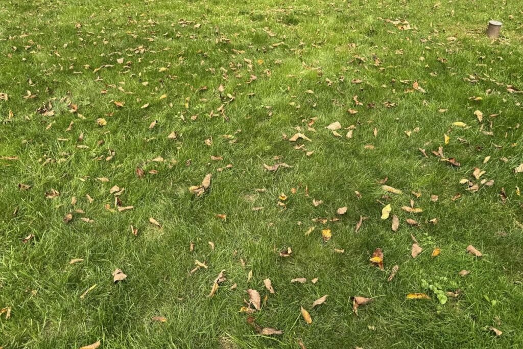 Lawn covered in fallen leaves before mulching, septic pipe visible at the edge