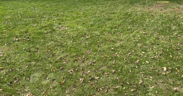 Fall leaves scattered across a lawn with grass still visible through the layer