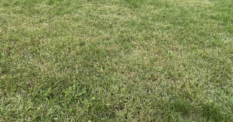 Lawn with a uniform hazy pale cast across the whole surface after mowing