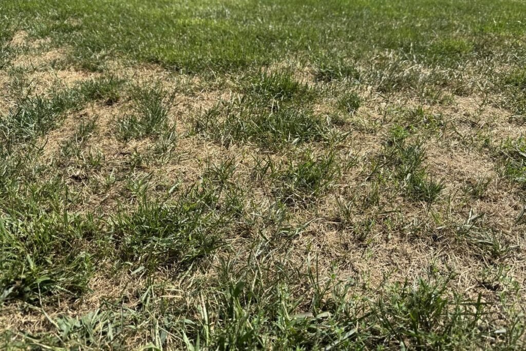 Straw-colored drought-stressed lawn with scattered green clumps of grass still surviving in the damage