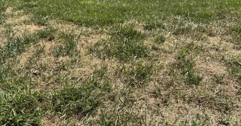 Large straw-colored area in a lawn with green grass behind it and green tufts surviving inside the damage